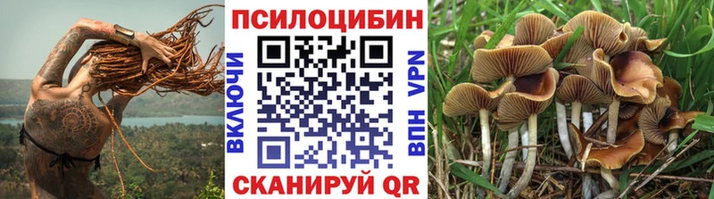 маркетплейс официальный сайт  сколько стоит  Комсомольск  Псилоцибиновые грибы Psilocybe 